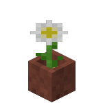 Potted Oxeye Daisy<br>