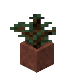 Potted Spruce Sapling<br>