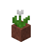 Potted White Tulip<br>