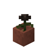 Potted Wither Rose<br>