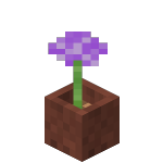 Potted Allium<br>