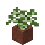 Potted Birch Sapling<br>