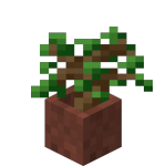 Potted Oak Sapling<br>