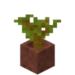 Potted Acacia Sapling<br>