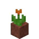 Potted Orange Tulip<br>