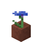 Bleuet en pot<br>