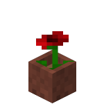 Coquelicot en pot<br>