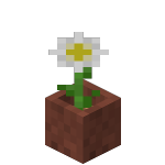 Marguerite en pot<br>